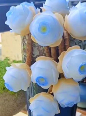 绿玫瑰山地多肉植物山地酒杯玫瑰粉桌面鸡蛋懒人组合山地玫瑰老桩