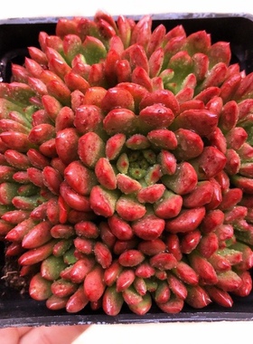 红宝石多肉老桩清仓多头大株老庄超大冬季超大多肉植物血斑肉嘟嘟