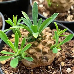 峨眉山大戟科多肉植物稀缺室内块根绿植花卉小盆栽办公室