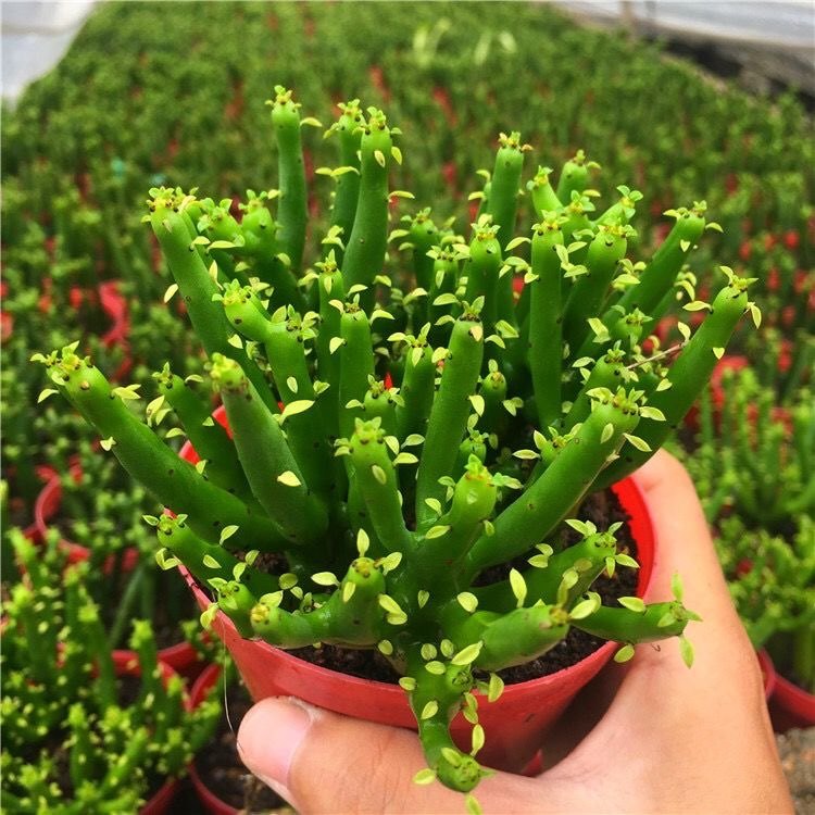 【带盆发-买就送肥料】光棍树盆栽绿珊瑚树彭瑚树多肉植物防辐射