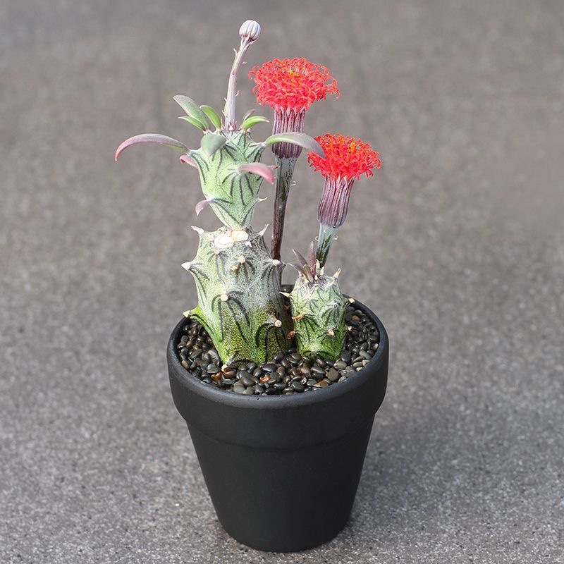 多肉红花西利开花漂亮菊科无刺仙人花卉仙人球一物植物盆栽