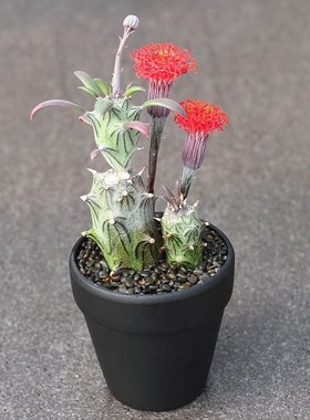 多肉红花西利开花漂亮菊科无刺仙人花卉仙人球一物植物盆栽