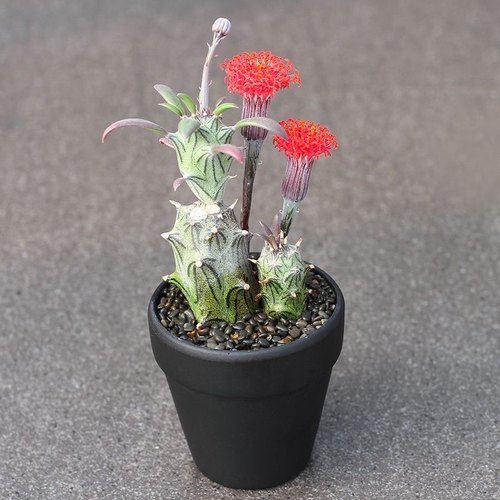 多肉红花西利开花漂亮菊科无刺仙人花卉仙人球一物植物盆栽