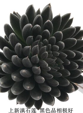 纯黑色多肉植物【滇石莲】肉肉植物净化空气高档多肉多肉盆栽