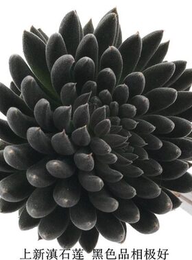 纯黑色多肉植物【滇石莲】肉肉植物净化空气高档多肉多肉盆栽
