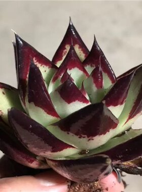 【多种精品乌木+花盆】多肉植物乌木黑檀汁天狼星实物拍图拒绝P图