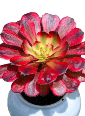 红色法师红覆轮法师大单头多肉植物防辐射盆栽办公室绿植肉肉植物