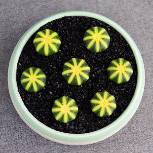实生星兜西瓜兜兜锦多肉植物开花仙人球组合四季好养盆栽