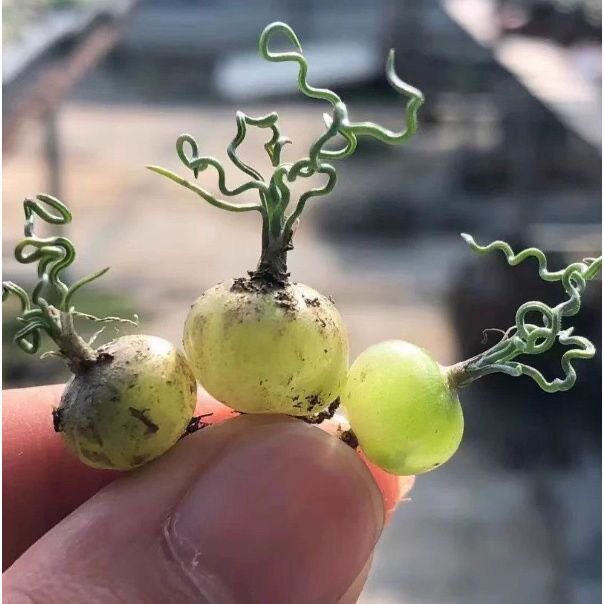 迷你海葱泰迪海葱正版Ornithogalum sardienii 全是绒毛