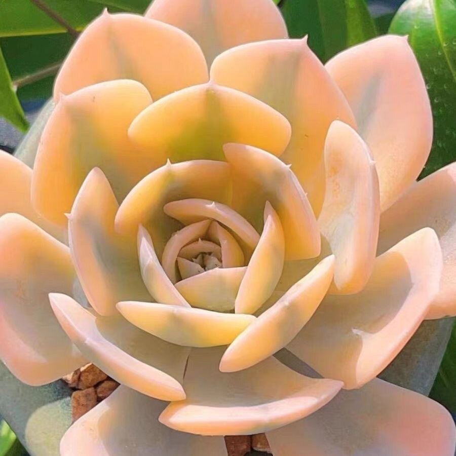 多肉植物【鲁氏锦/鲁氏石莲锦】7-10cm满额包邮/品种盆栽