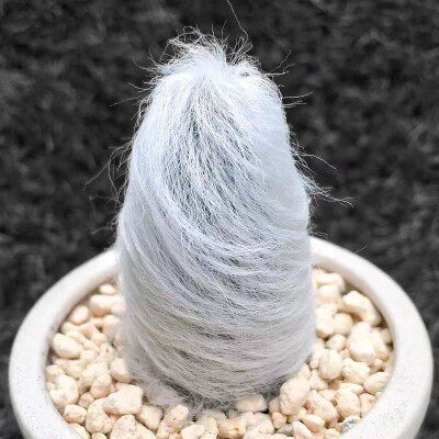 软毛仙人球老乐 多肉植物老乐柱 幻乐柱白毛白宫殿绿植四季花卉