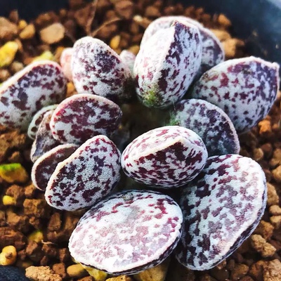 马丁水泡多肉 布莱恩马丁多肉植物ADROMISCHUS marianiae Brian M