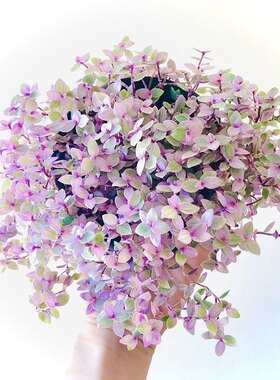 胭脂云多肉植物组合盆栽稀有品种小绿植室内花粉红女郎爆盆