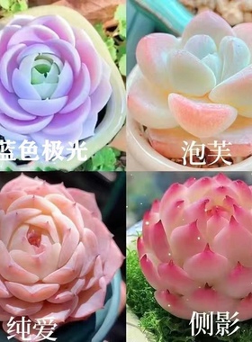 新款多肉组合蓝巴黎白冰玉侧影套餐好养耐寒室内办公室盆栽