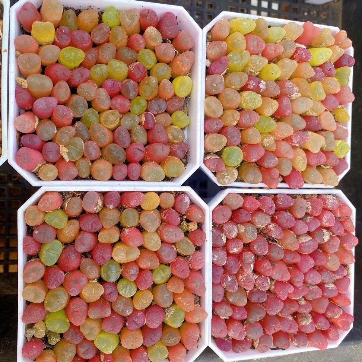 彩色毛汉尼多肉蟠桃水蜜桃生石花肉锥带盆土阳台办公室盆栽,鲜花速递/花卉仿真/绿植园艺,多肉植物,淘宝优惠券,粉丝福利购,淘宝优惠卷