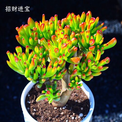 吸财树老桩多头群生多肉植物组合盆栽办公室绿植花卉萌肉肉