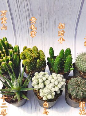 仙人掌类植物多肉组合混搭四季好养自由搭配组合装仙人球组合套餐