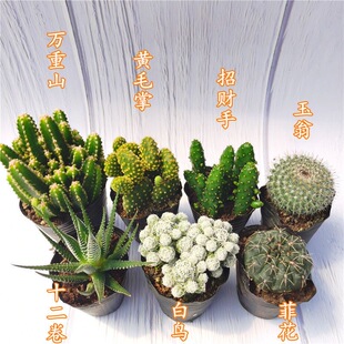 仙人掌类植物多肉组合混搭四季好养自由搭配组合装仙人球组合套餐