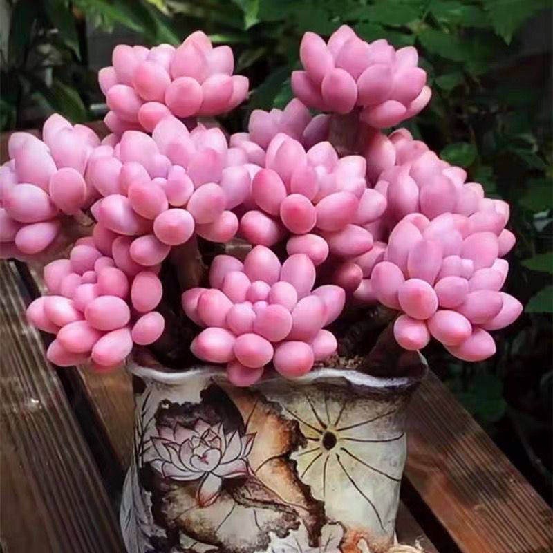 多肉植物【特价婴儿手指3-4头】带盆栽好肉肉花卉盆栽防辐射绿植