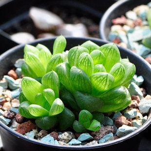 姬雨露多肉孔明灯植物盆栽多肉雨露多肉花盆花园装饰玉露植物大颗