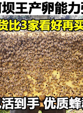 中蜂蜂群带王蜜蜂活体养殖带子脾阿坝中蜂带蜂箱中华土蜂出售笼蜂