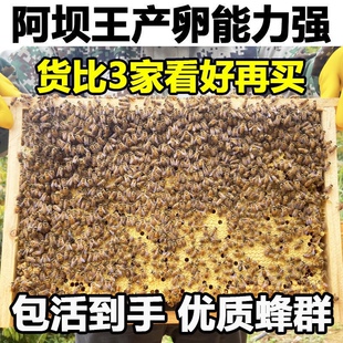 中蜂蜂群带王蜜蜂活体养殖带子脾阿坝中蜂带蜂箱中华土蜂出售笼蜂