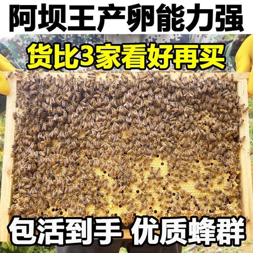 中蜂蜂群带王蜜蜂活体养殖带子脾阿坝中蜂带蜂箱中华土蜂出售笼蜂