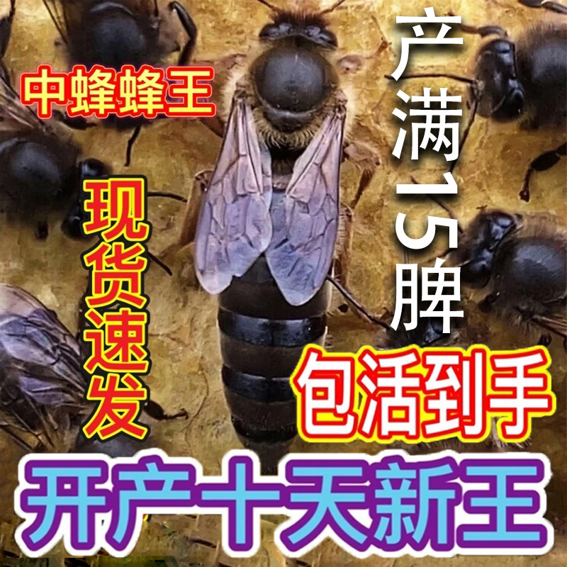 中蜂蜂王活体优质双色杂交阿坝红环天柱黑背广东本地土蜂处女王包