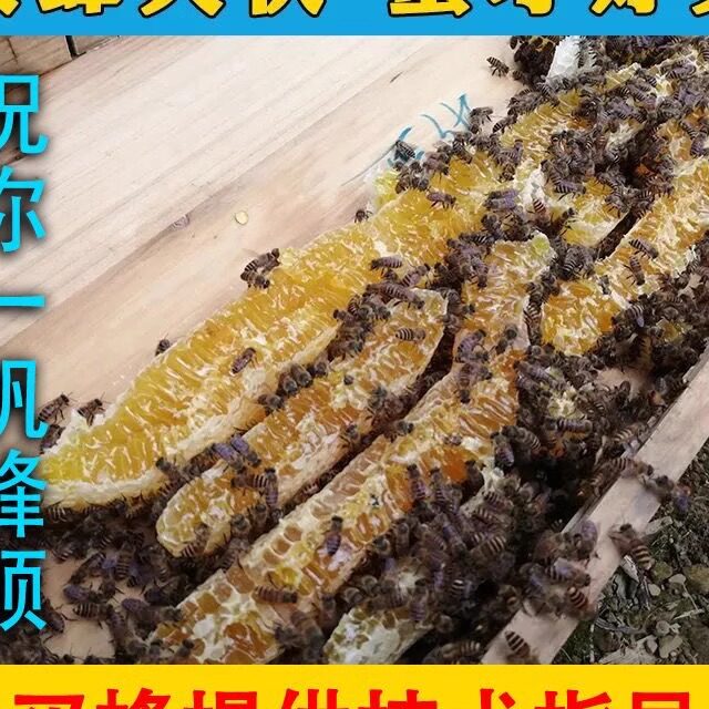 带王蜂群笼蜂中蜂蜂中蜂蜂群蜜蜂群活体种蜂王蜂王产卵新蜂王包邮