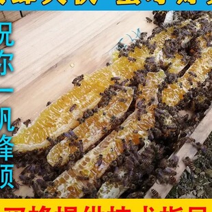 带王蜂群笼蜂中蜂蜂中蜂蜂群蜜蜂群活体种蜂王蜂王产卵新蜂王包邮