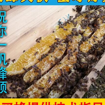 带王蜂群笼蜂中蜂蜂中蜂蜂群蜜蜂群活体种蜂王蜂王产卵新蜂王包邮