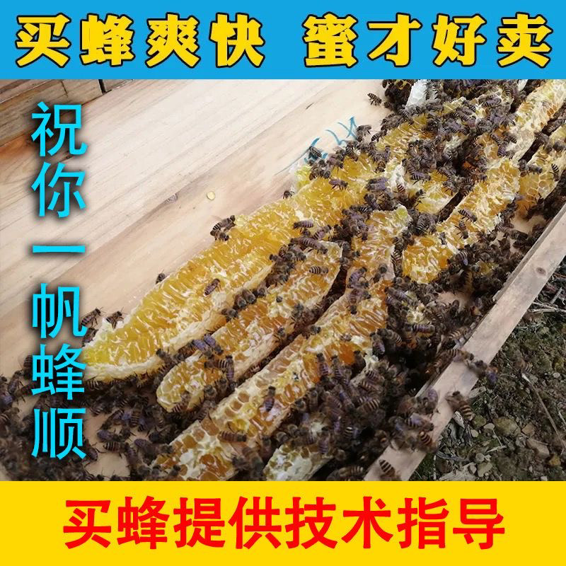 中蜂蜂群带王蜜蜂活体养殖带子脾阿坝中蜂带蜂箱中华土蜂出售笼蜂