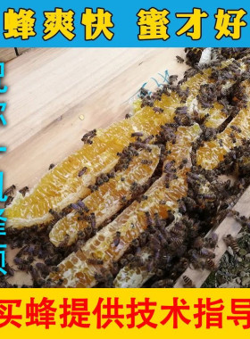 中蜂蜂群带王蜜蜂活体养殖带子脾阿坝中蜂带蜂箱中华土蜂出售笼蜂