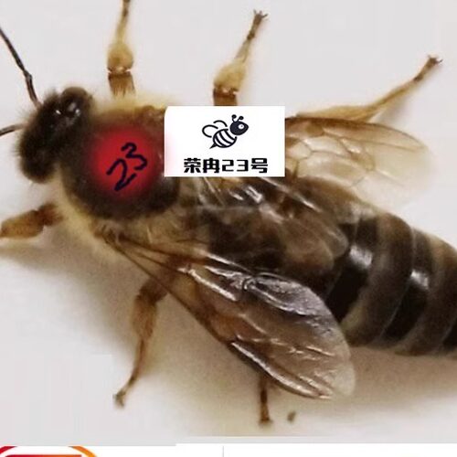 蜂王中蜂王产卵王老王处女王红环王阿坝王双色王活体蜂王包活到手