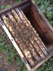 带王蜂群笼蜂中蜂蜂中蜂蜂群蜜蜂群活体种蜂王蜂王产卵新蜂王包邮