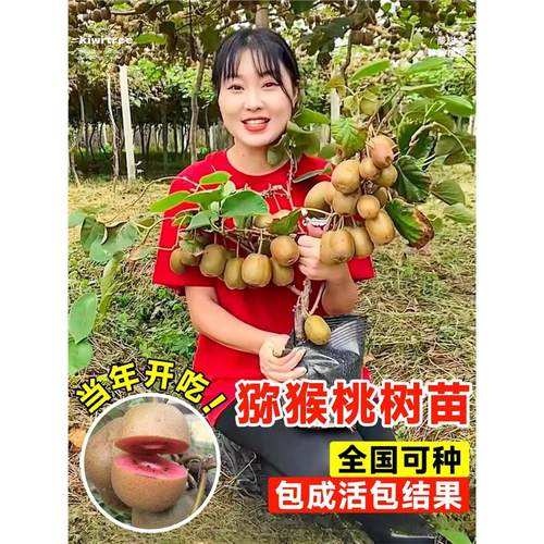 猕猴桃树果苗特大红心软枣猕猴桃苗庭院盆栽地栽南北方种植果树苗