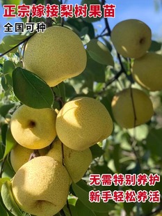 嫁接梨子树苖晚秋黄梨南方北方种植果树梨树盆栽梨子树苗当年结果