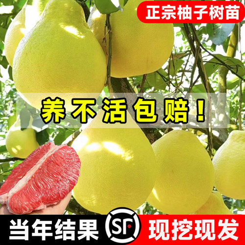 柚子树苗果树果苗红心蜜柚三红柚广西沙田柚庭院嫁接南方种植水果