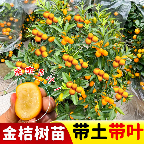 金桔树树苗脆皮金桔脆蜜金桔蜜糖金桔树苗室内盆栽可食用带果四季