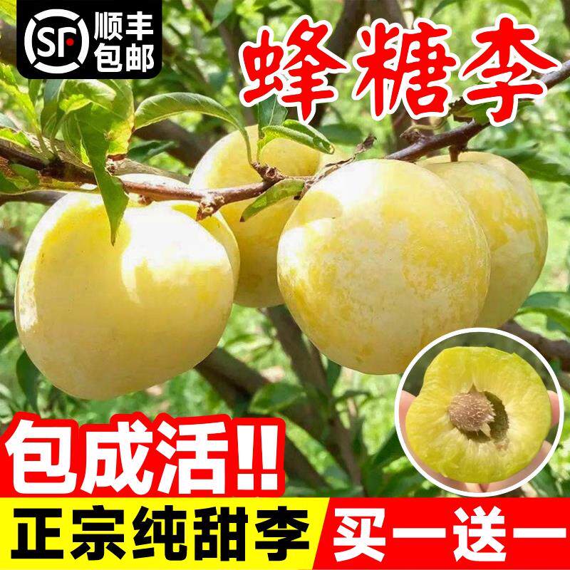 蜂糖李子树苗贵州三华李四川脱骨活页胶圈