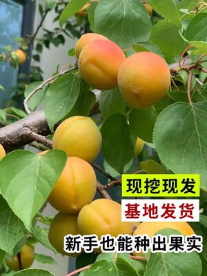 杏树嫁接苗特大果树苗新品种盆栽地栽当年结果杏子南方北方种植甜