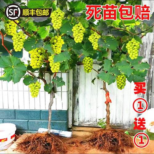 阳光玫瑰葡萄树盆栽巨峰葡萄苗蓝宝石无籽爬藤南方种植北方耐寒
