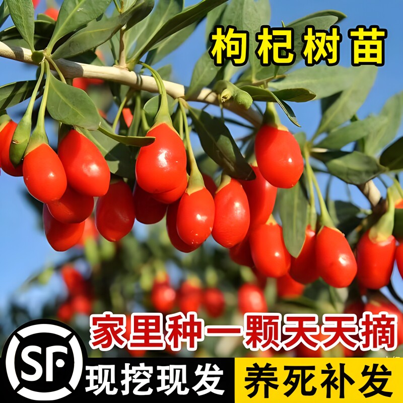 枸杞苗红枸杞树苗南方北方四季种植阳盆栽地栽黑枸杞苗当年结果多图片