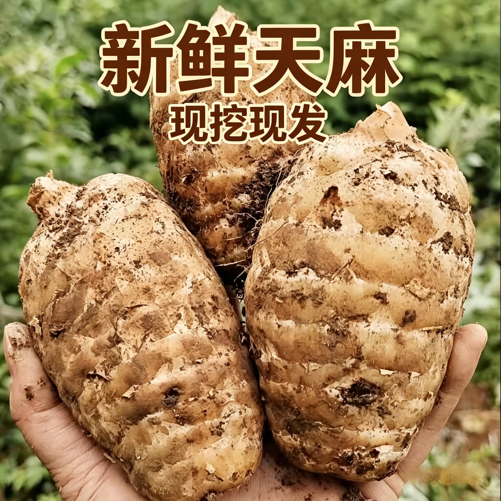 【新鲜天麻】正宗湖北当季新鲜天麻深山现挖非干货滋补煲汤