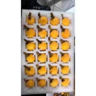 苏州西山青种枇杷现采现发顺丰包邮坏包赔