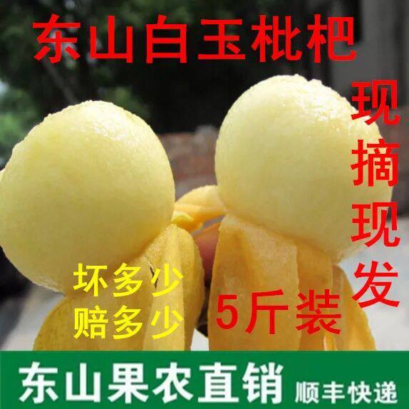 苏州东山白沙东山白玉枇杷孕妇琵琶果72~86颗礼盒装5斤中大混纯甜