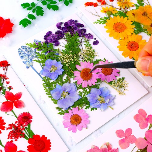 押花混合干 干燥花树叶黏贴画 画压花真花植物标本手工滴胶干 干