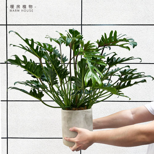 小天使室内植物天南星科绿植盆栽