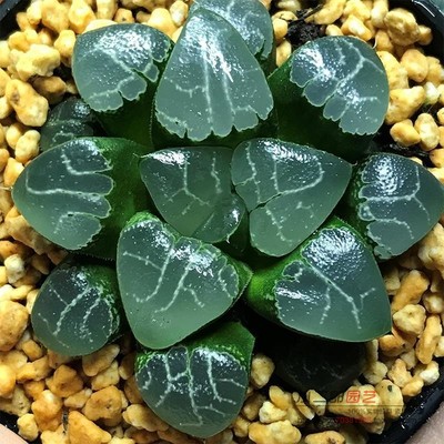 玉露多肉植物十二卷冰灯姬