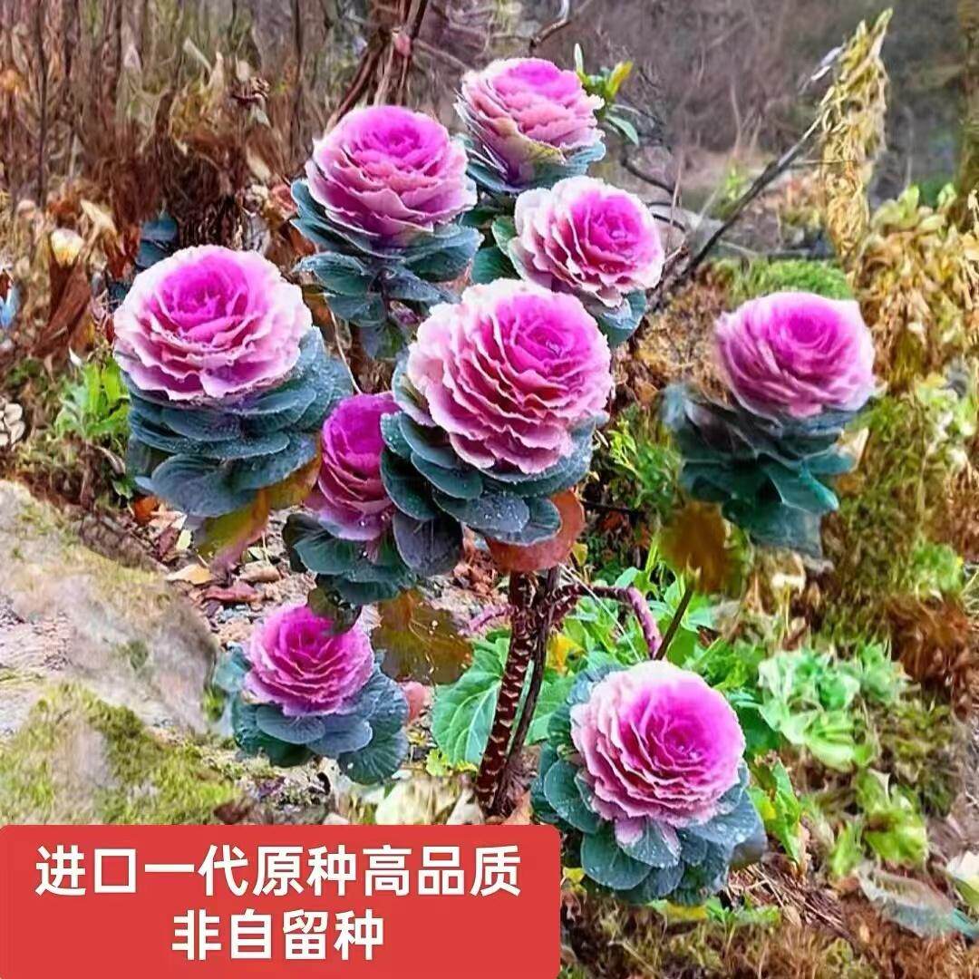 进口一代原种羽衣甘蓝老桩高品质庭院阳台易种植宿根多年生冬耐寒